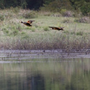 210322 FJ7A1182AyapelPato
